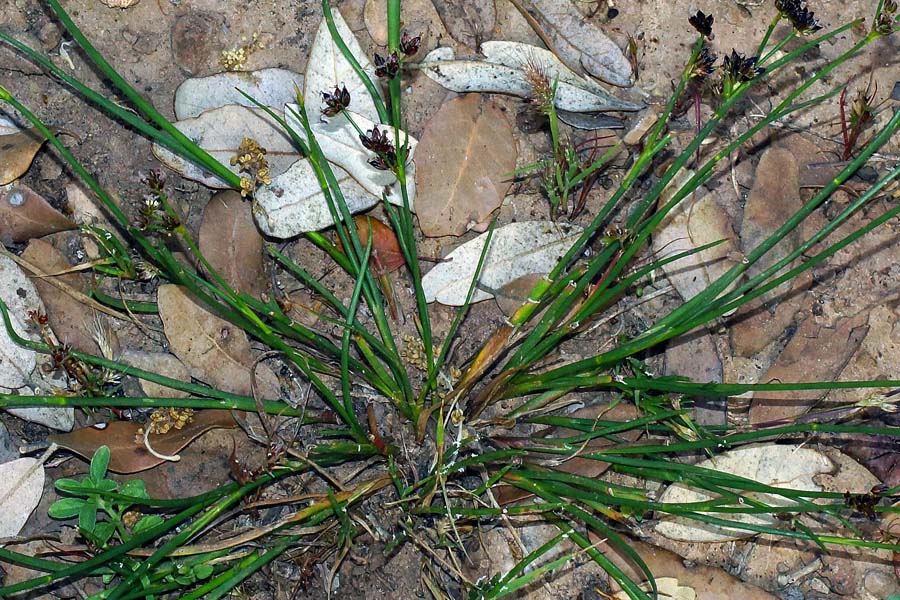 Juncus articulatus